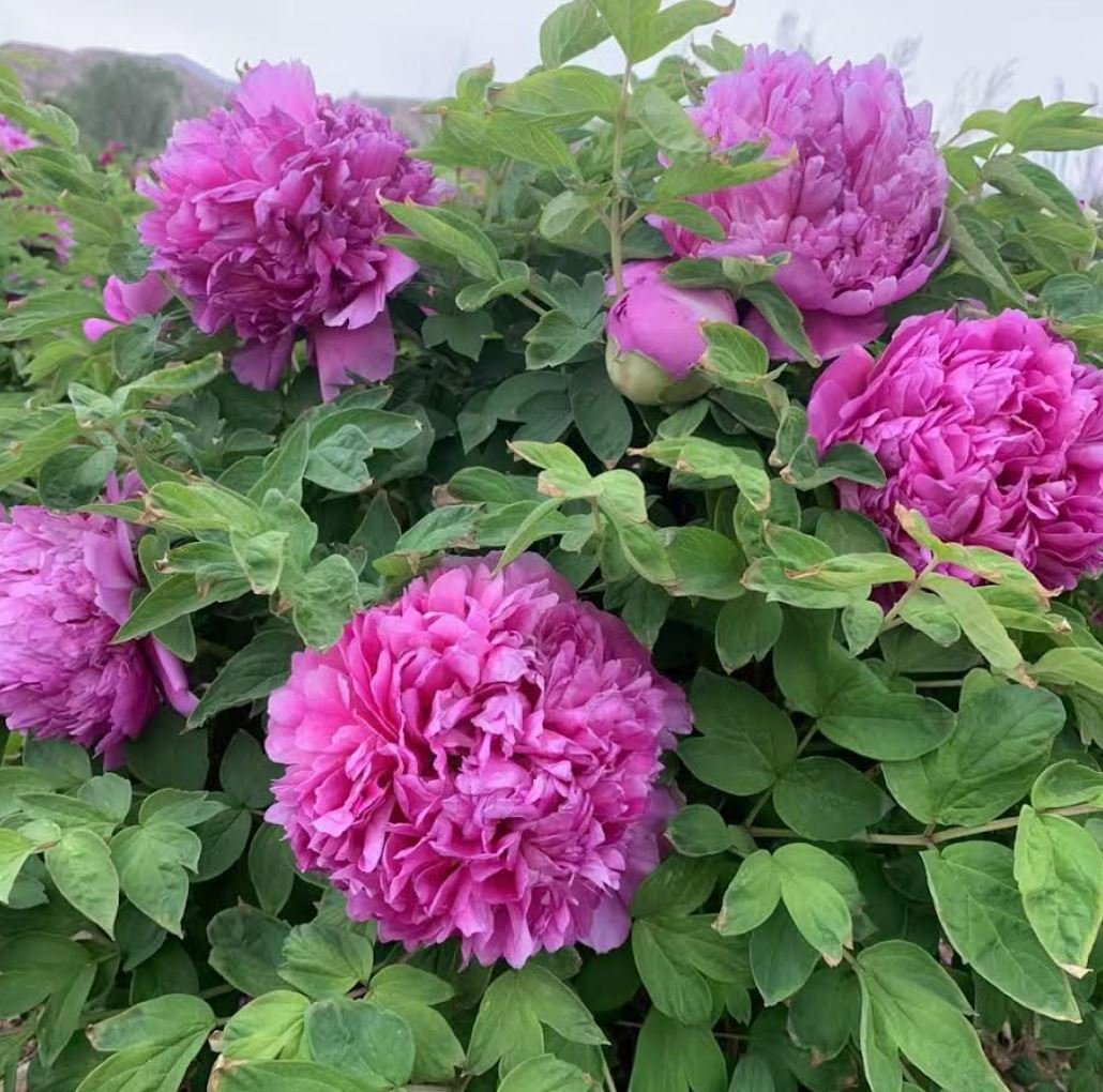 Random and lost tag large flower tree peony - Image 12