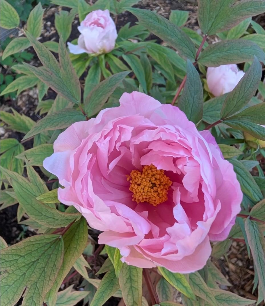 Random and lost tag large flower tree peony with flowers - Image 21
