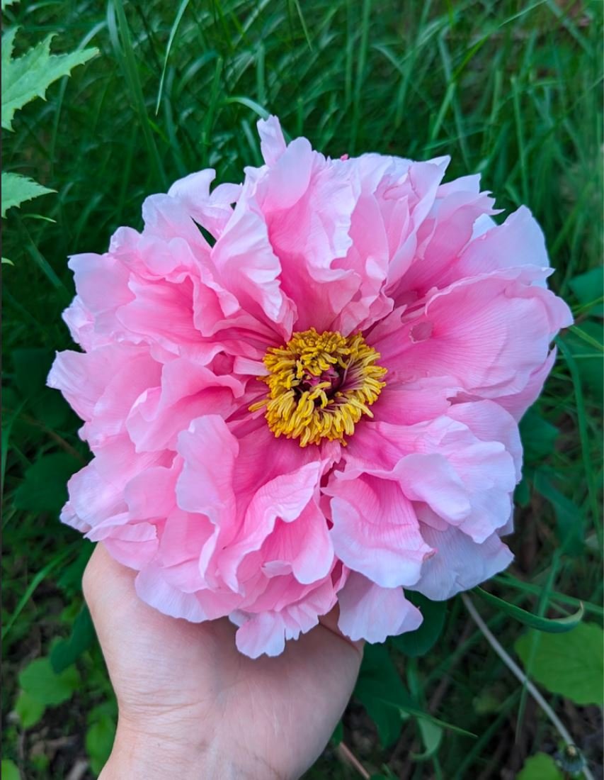 Random and lost tag large flower tree peony with flowers - Image 17
