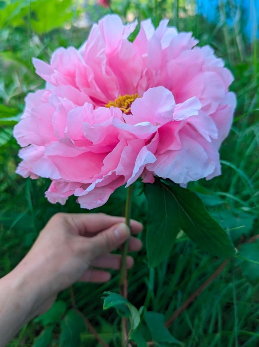 Random and lost tag large flower tree peony - Image 9