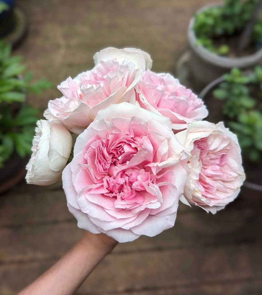 Japanese English French German Spanish garden rose plant large flower bush - Image 2