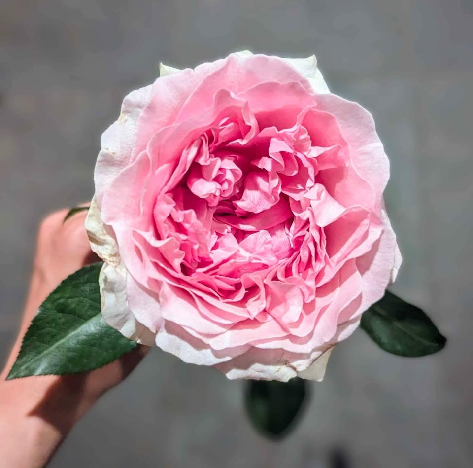 Ausimmon English wedding garden rose plant large flower bush deciduous shrub - Image 4