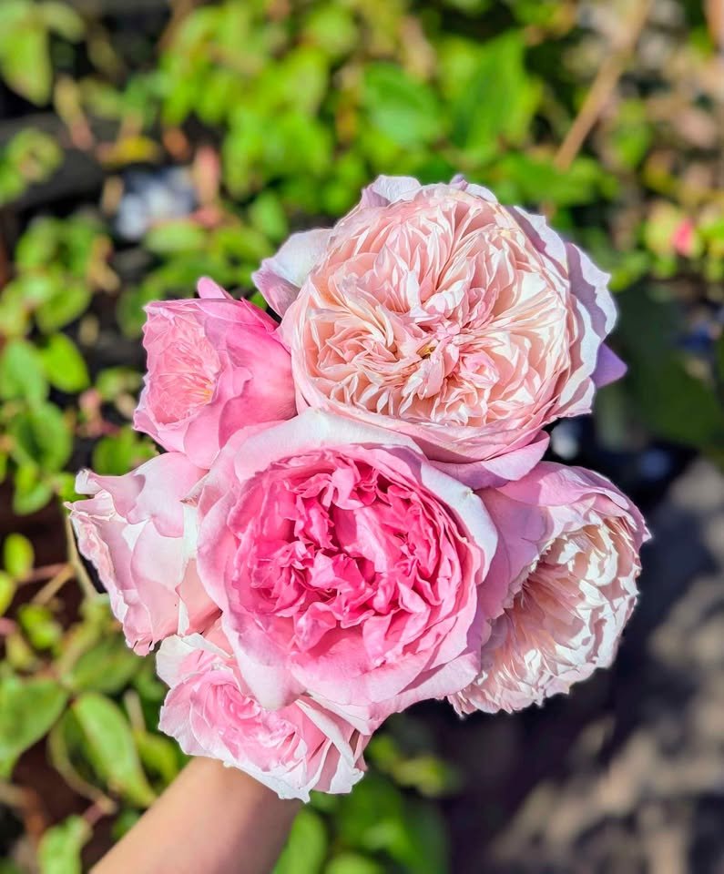 Ausimmon English wedding garden rose plant large flower bush deciduous shrub - Image 13