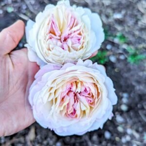 Ke wedding garden rose plant large flower bush deciduous shrub