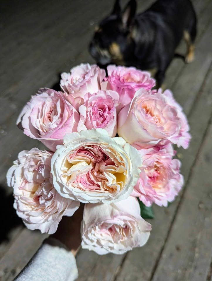 Ke wedding garden rose plant large flower bush deciduous shrub - Image 6