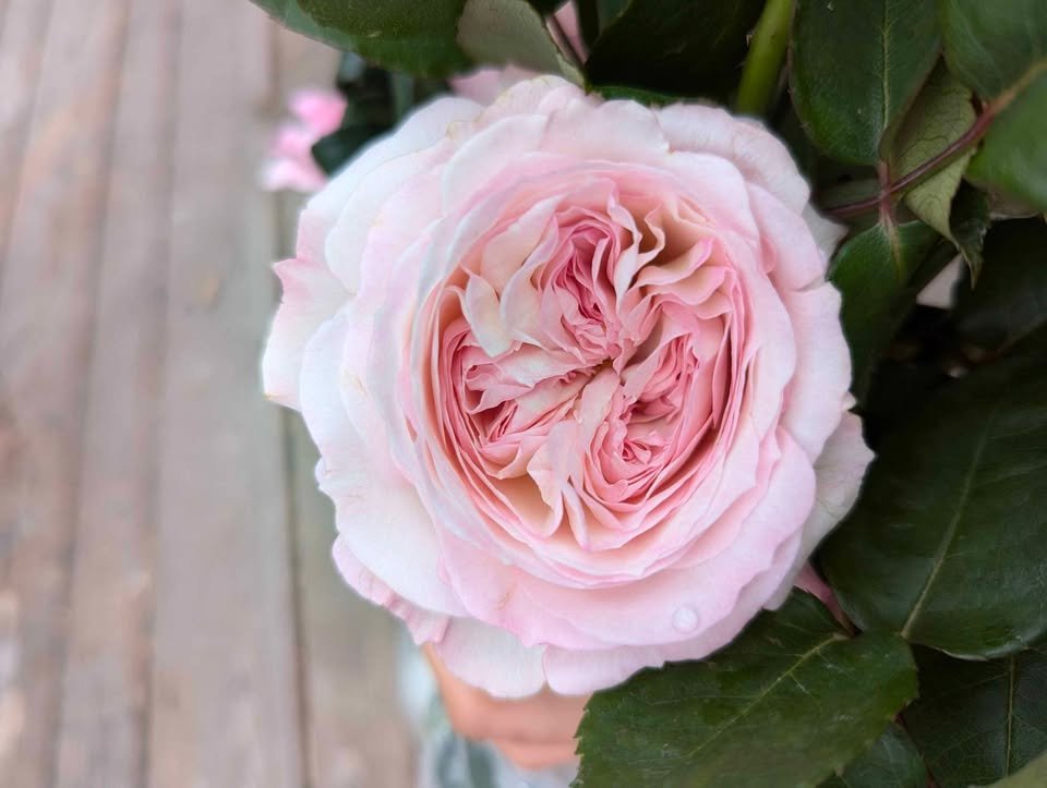 Ke wedding garden rose plant large flower bush deciduous shrub - Image 15