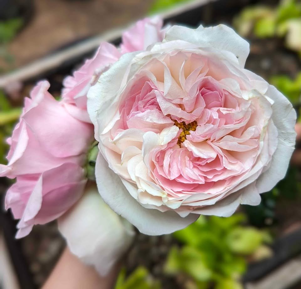 Ke wedding garden rose plant large flower bush deciduous shrub - Image 5