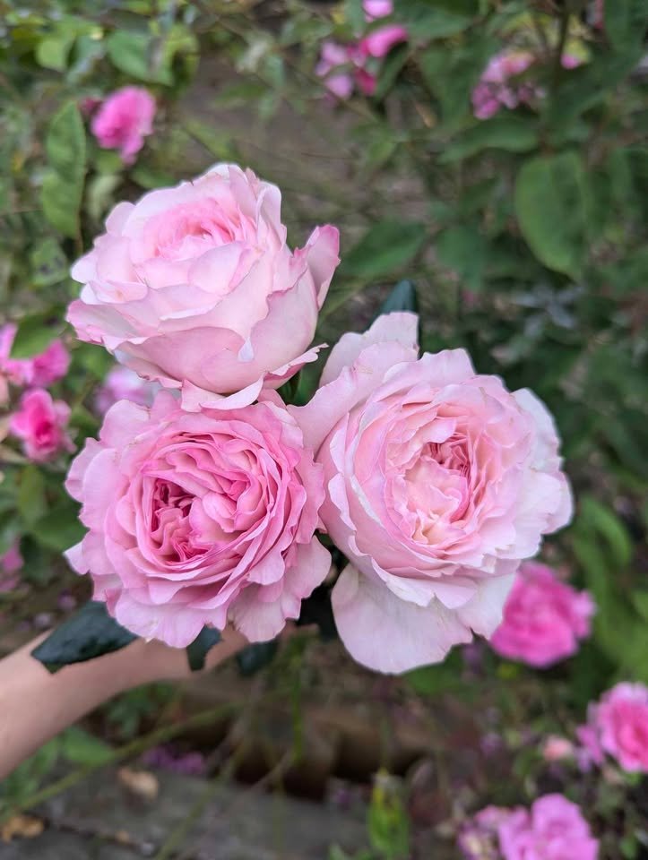 Ke wedding garden rose plant large flower bush deciduous shrub - Image 10