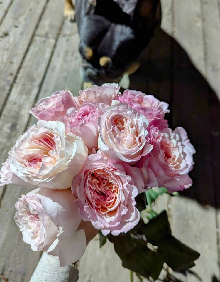 Ke wedding garden rose plant large flower bush deciduous shrub - Image 4