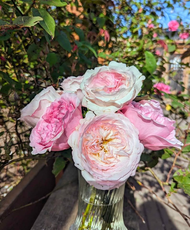 Ke wedding garden rose plant large flower bush deciduous shrub - Image 9