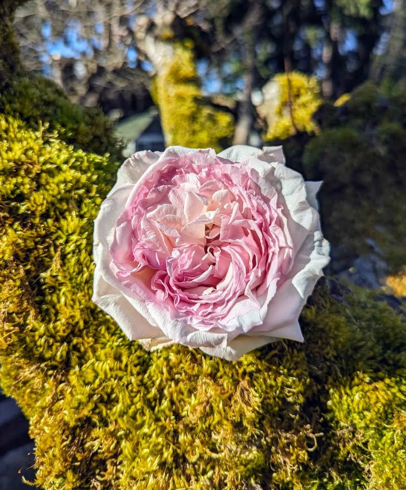 Ke wedding garden rose plant large flower bush deciduous shrub - Image 7