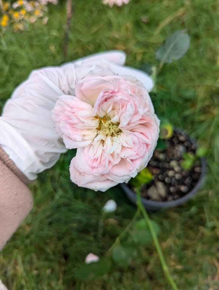 Ke wedding garden rose plant large flower bush deciduous shrub - Image 11