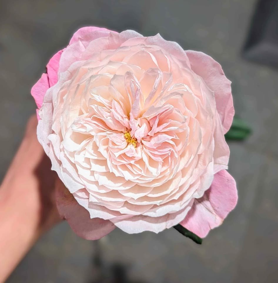 Co wedding garden rose plant large flower bush deciduous shrub - Image 6