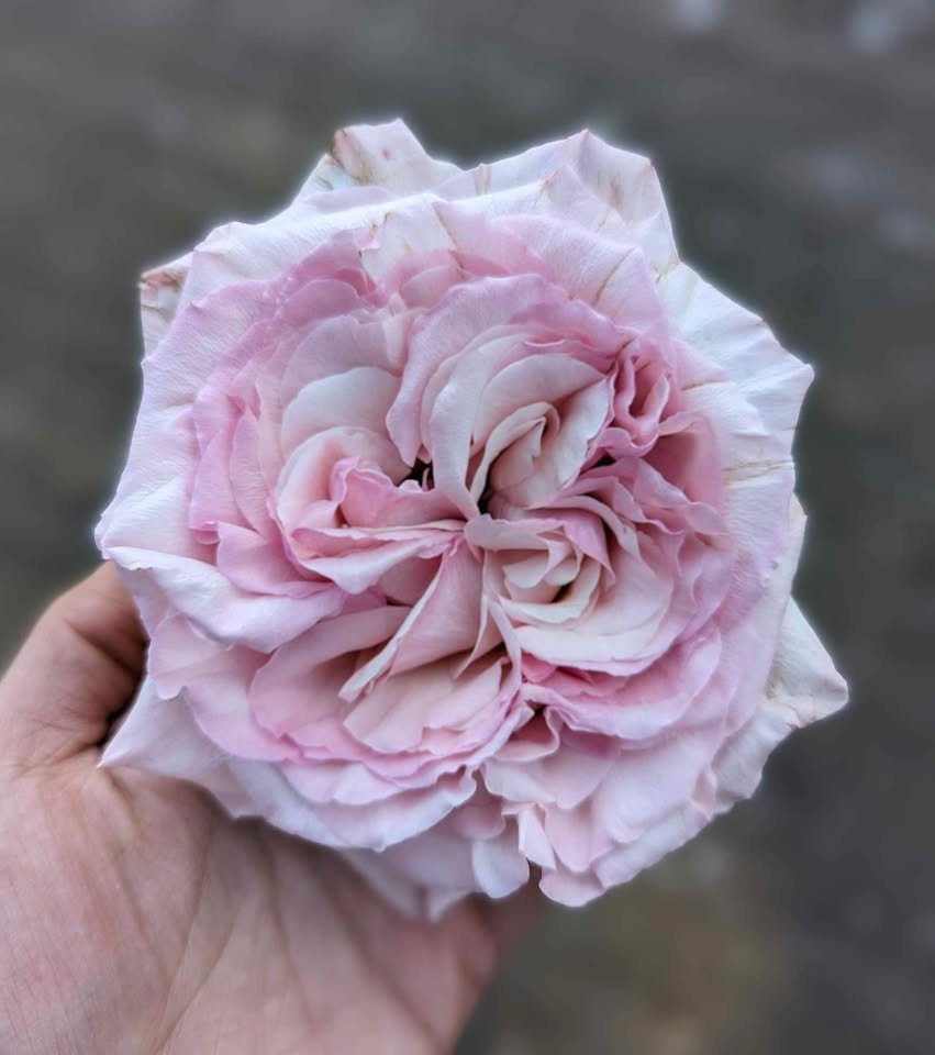 Ke wedding garden rose plant large flower bush deciduous shrub - Image 16