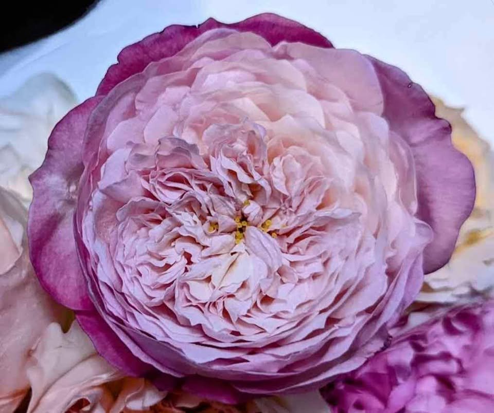 Co wedding garden rose plant large flower bush deciduous shrub - Image 5