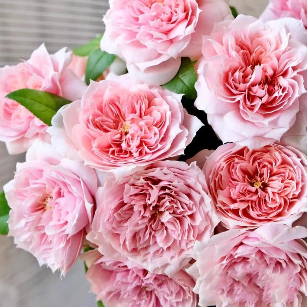 Mikoto rose plant - Image 2