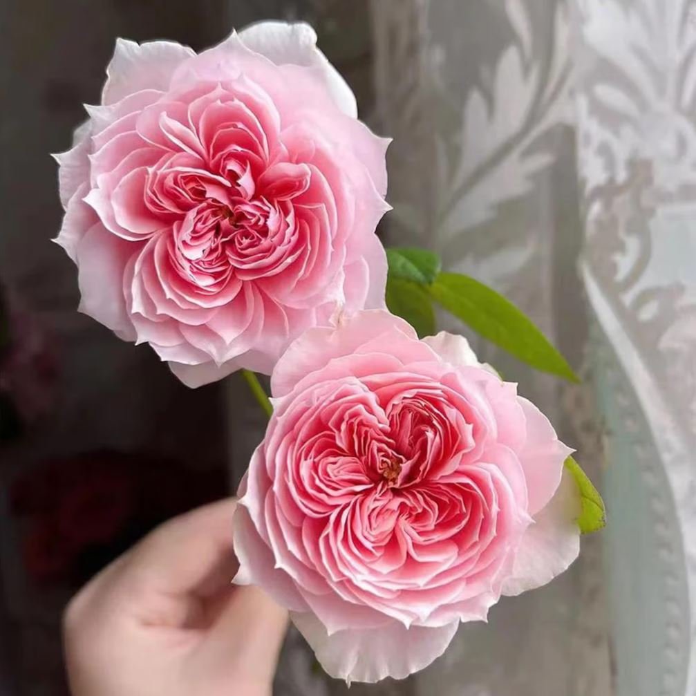 Mikoto rose plant - Image 3