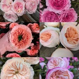 Eu wedding garden rose plant large flower bush deciduous shrub - Image 14