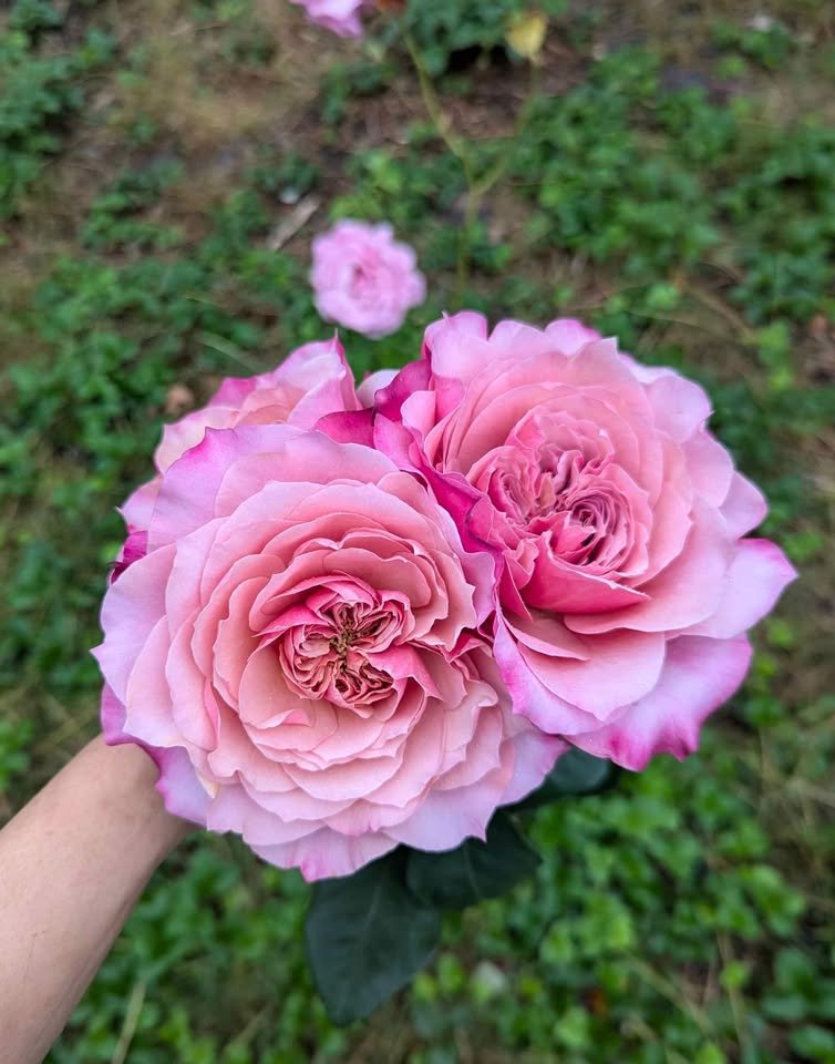 Miyabi Cha Japanese wedding garden rose plant large flower bush deciduous shrub - Image 13