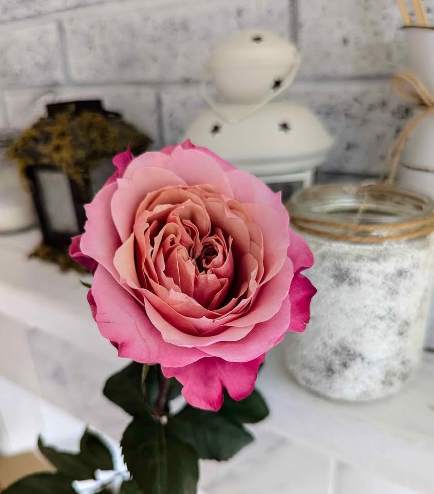 Miyabi Japanese wedding garden rose plant large flower bush deciduous shrub - Image 3