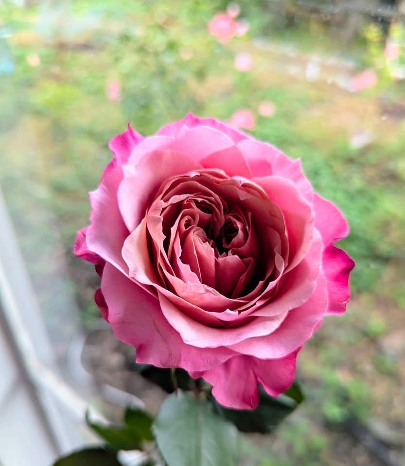 Miyabi Japanese wedding garden rose plant large flower bush deciduous shrub - Image 6