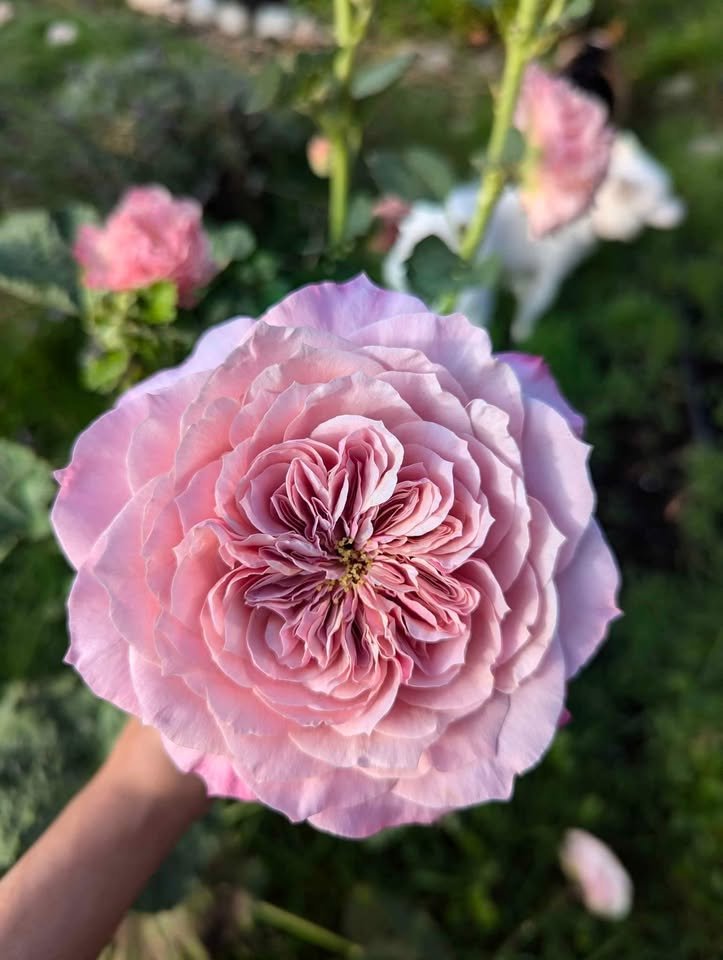 Mikoto rose plant - Image 5