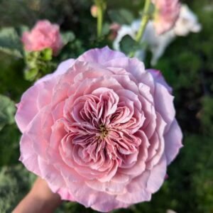 Miyabi Japanese wedding garden rose plant large flower bush deciduous shrub