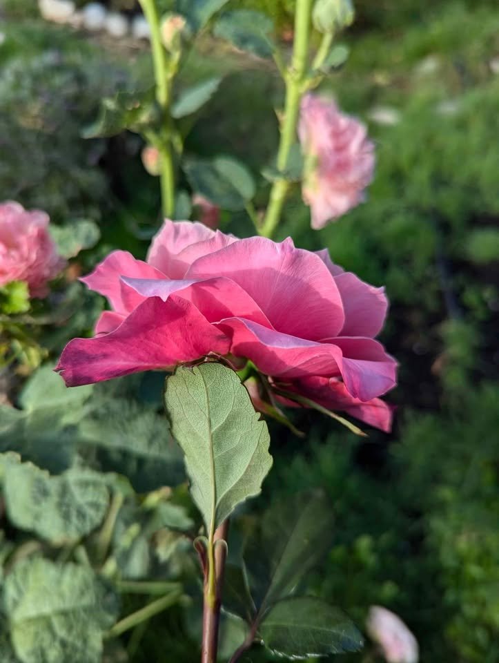 Miyabi Japanese wedding garden rose plant large flower bush deciduous shrub - Image 7