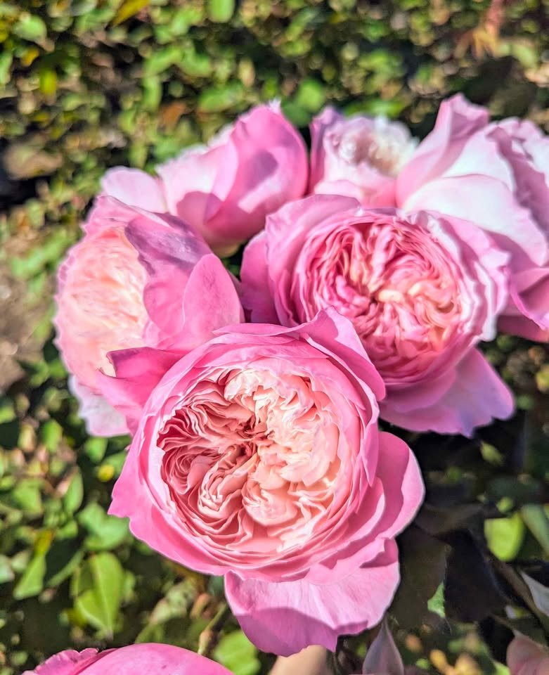 Co wedding garden rose plant large flower bush deciduous shrub - Image 8