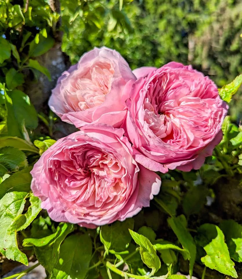 Co wedding garden rose plant large flower bush deciduous shrub - Image 11