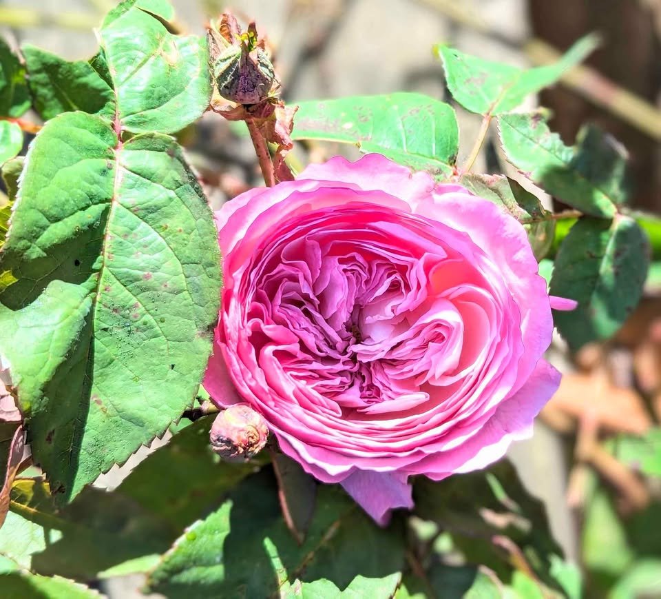 Co wedding garden rose plant large flower bush deciduous shrub - Image 12