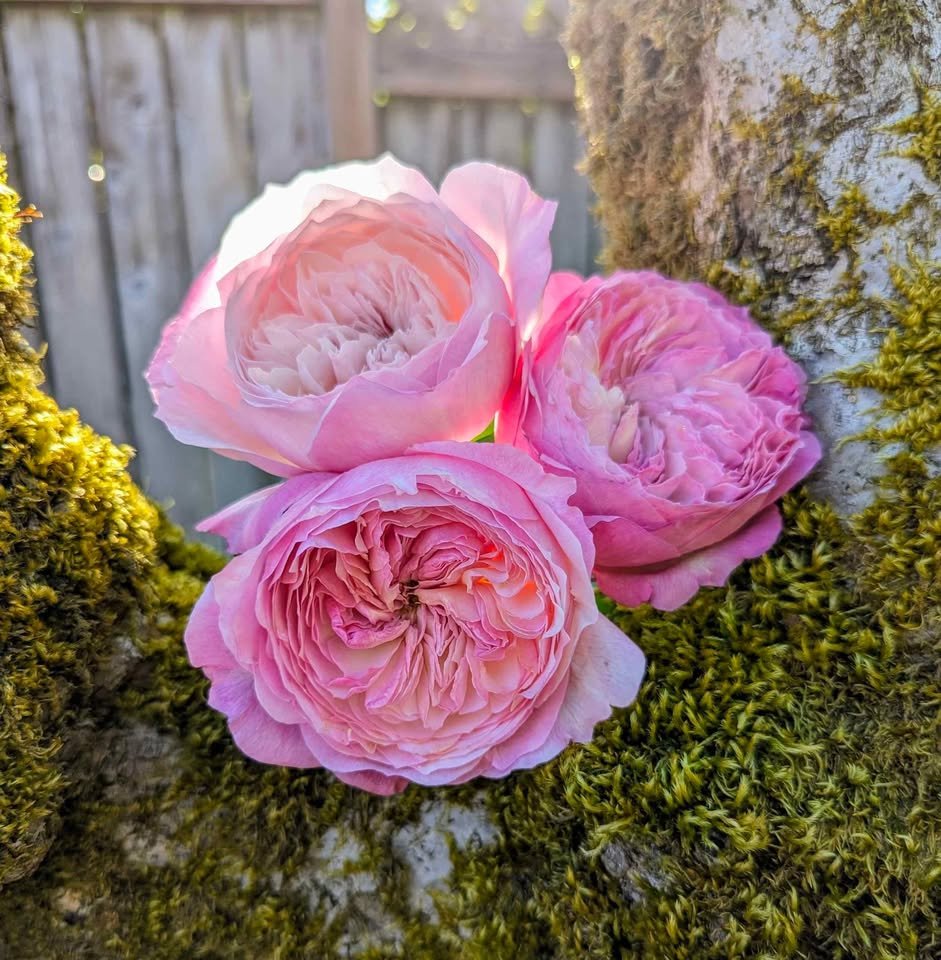 Co wedding garden rose plant large flower bush deciduous shrub - Image 3