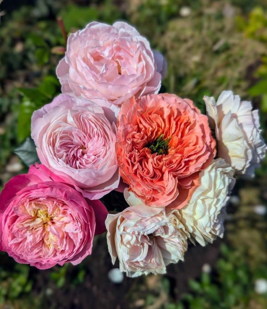 Eu wedding garden rose plant large flower bush deciduous shrub - Image 12