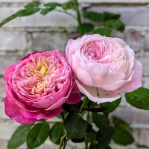Co wedding garden rose plant large flower bush deciduous shrub