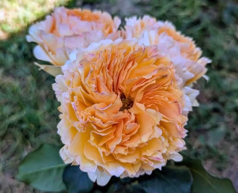 Be wedding garden rose plant large flower bush deciduous shrub - Image 3