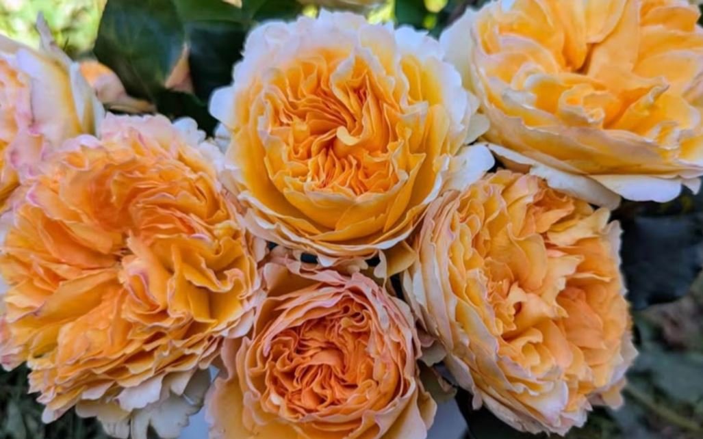 Be wedding garden rose plant large flower bush deciduous shrub - Image 6