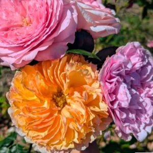 Be wedding garden rose plant large flower bush deciduous shrub