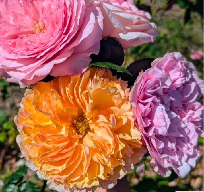 Be wedding garden rose plant large flower bush deciduous shrub