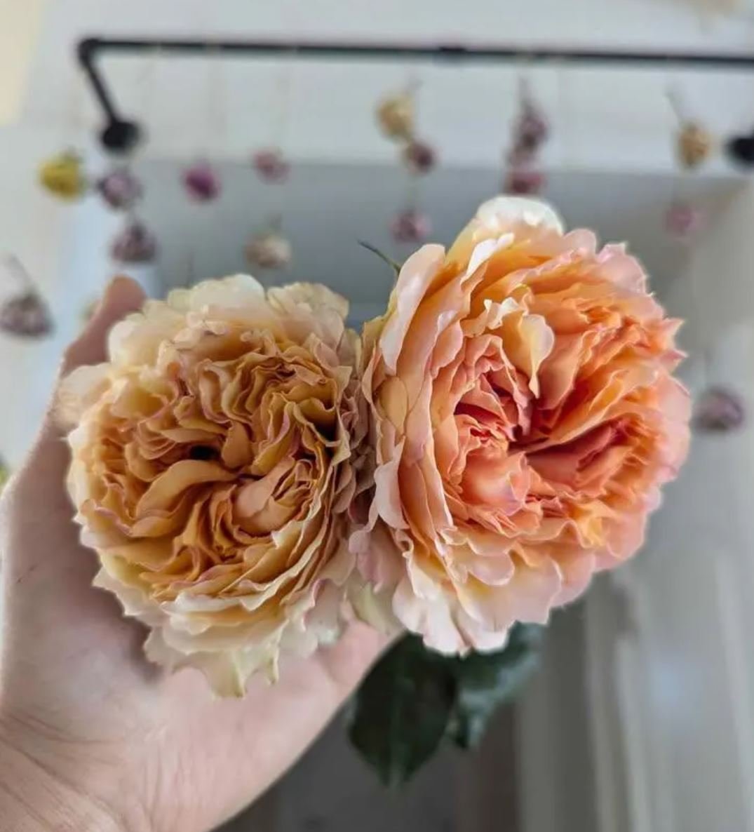 Be wedding garden rose plant large flower bush deciduous shrub - Image 4