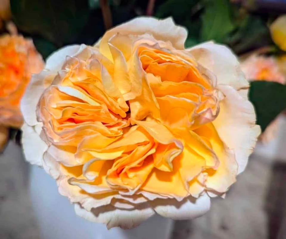 Be wedding garden rose plant large flower bush deciduous shrub - Image 5