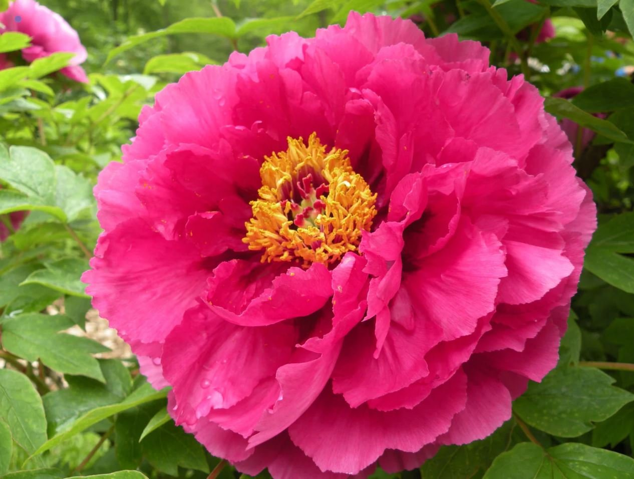 "Luoyang red" large flower tree peony - Image 9