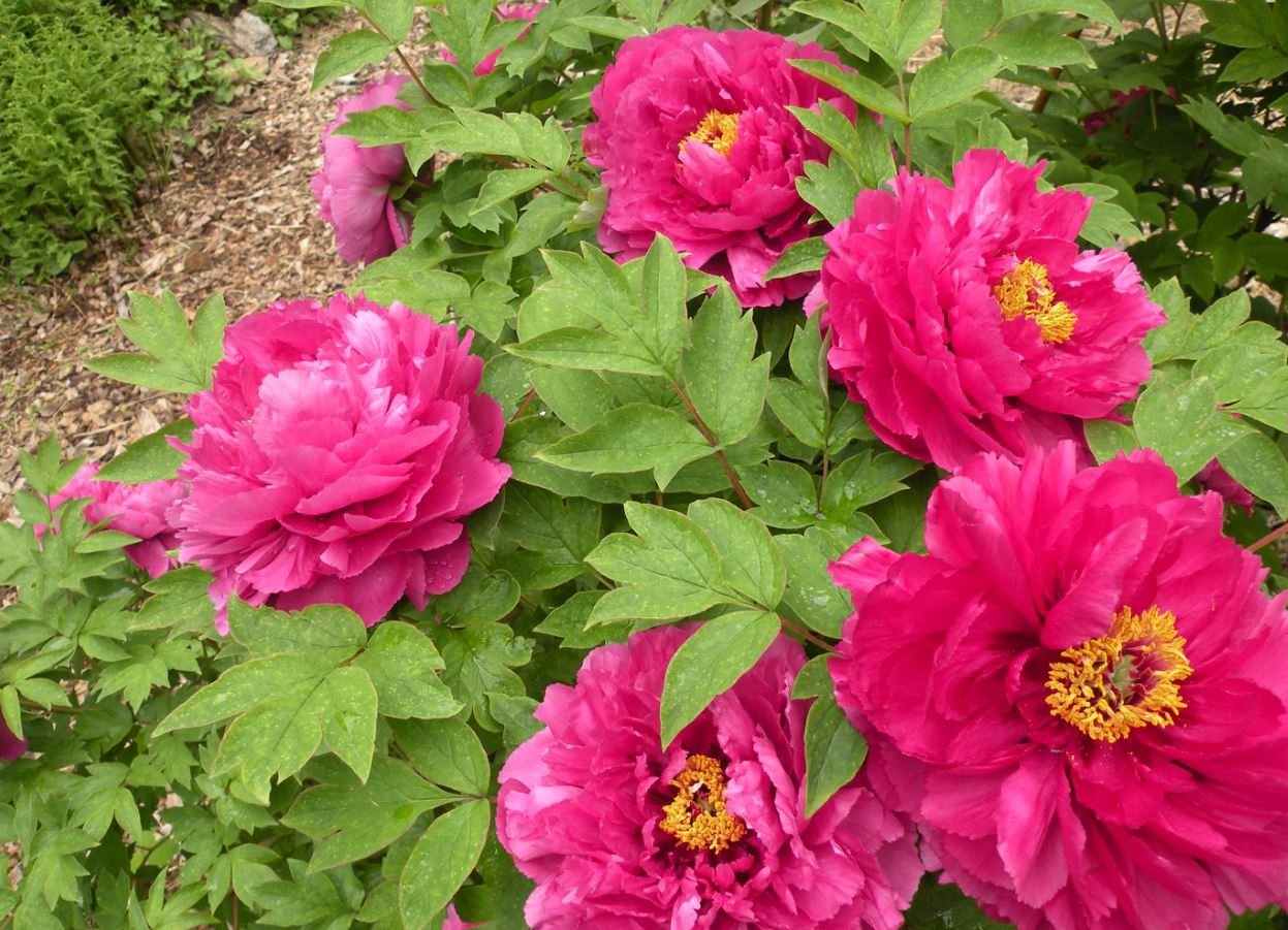 "Luoyang red" large flower tree peony - Image 5