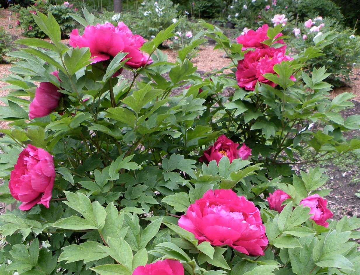 "Luoyang red" large flower tree peony - Image 7