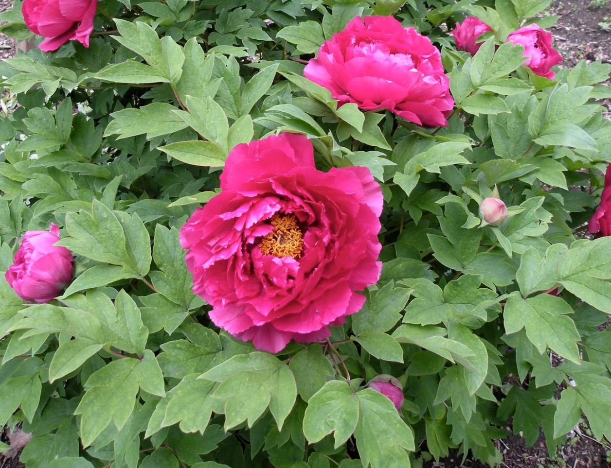 "Luoyang red" large flower tree peony - Image 6