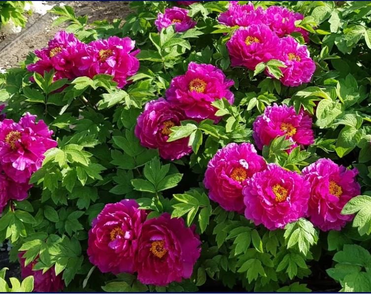 "Luoyang red" large flower tree peony - Image 8