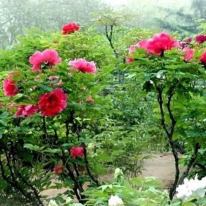 "Luoyang red" large flower tree peony