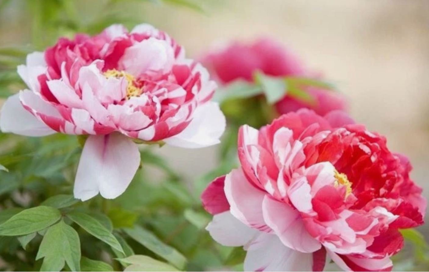 "Shima-Nishiki" large flower Japanese tree peony - Image 5