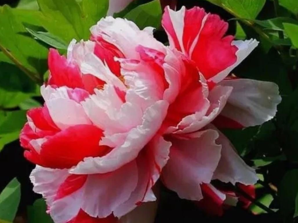 "Shima-Nishiki" large flower Japanese tree peony - Image 9