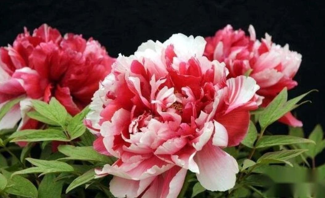 "Shima-Nishiki" large flower Japanese tree peony - Image 10
