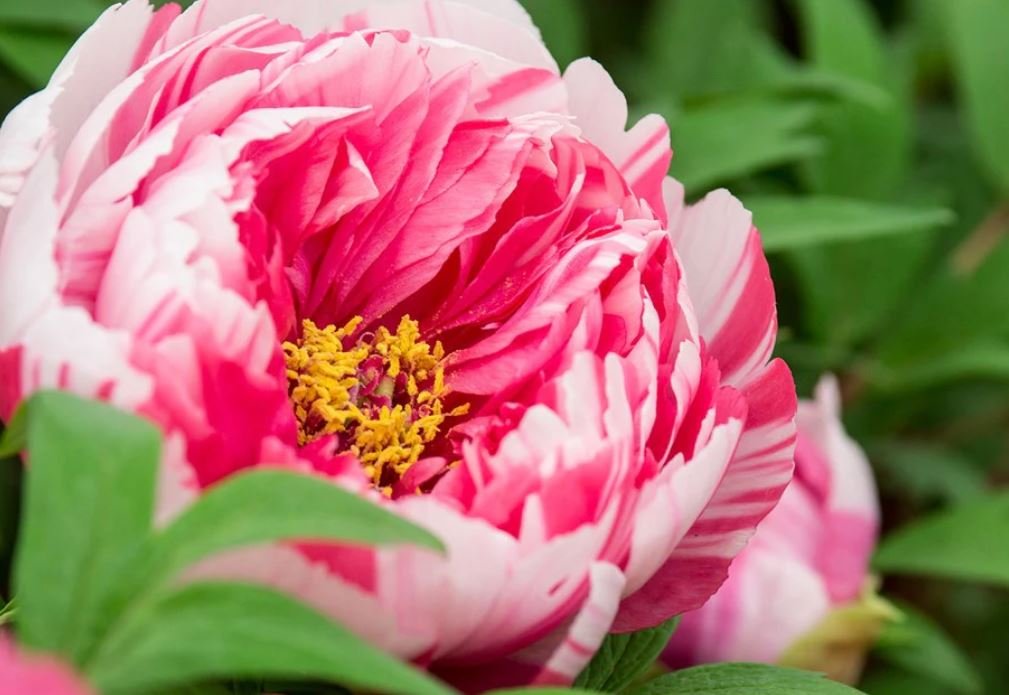 "Shima-Nishiki" large flower Japanese tree peony - Image 7